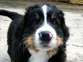 Berner Sennenhund welpen