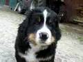 Berner Sennenhund welpen