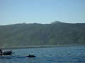 Dolphins Viewing at Lovina Beach