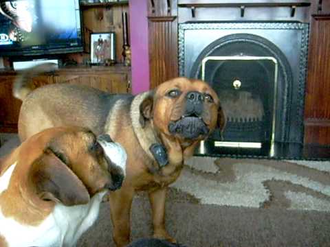 mastiff