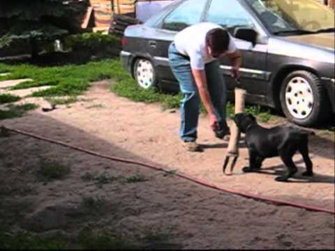 cane corso