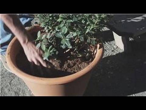 how to fertilize blueberries in pots