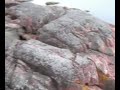 Spring in Hanko (Finland)