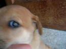 Puppy