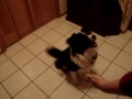 My dog IS a democrat !
