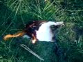 Elswick jackass ( skateing on fire)