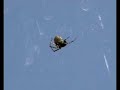 my-pet-spider.html