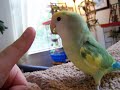lovebird-courtsregurgitates-to-thumb.html