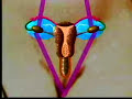 Ciclo Menstrual - Educacion Sexual