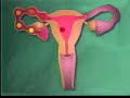 Ciclo Menstrual Ciclo Menstrual