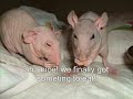 Hairless rats from their point of view Hairless rats from their point of view