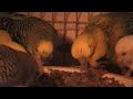 Budgies eating as a group