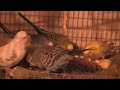 Budgies eating as a group