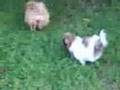Shih Tzu Puppy Zoomies Shih Tzu Puppy Zoomies