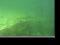 Shark in the chathams