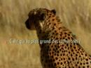 O leopardo