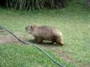 Wombat