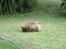 Wombat