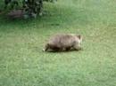 Wombat