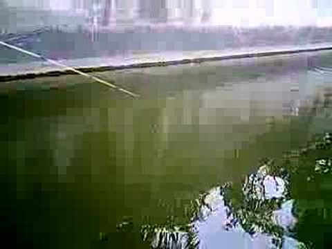 vedeo ronny buntung