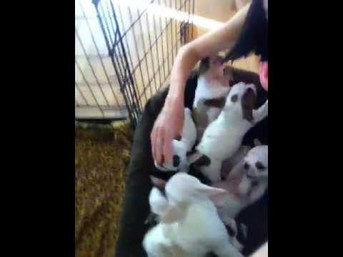 Adorable Pups Competeing for Kisses