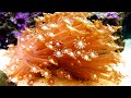 My 55 Gallon Reef Tank