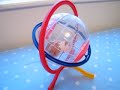 Scritchit has more fun in her Gyroball !