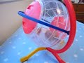 Scritchit has more fun in her Gyroball !