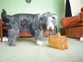 Easter Bunny Training