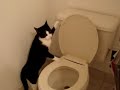 The Incredible Toilet Flushing Cat!!!! The Incredible Toilet Flushing Cat!!!!