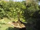 bonsai june 2008 part 1
