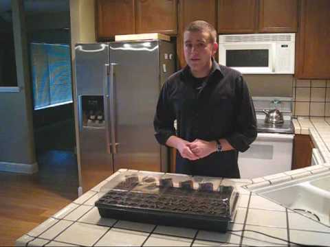 how to grow milkweed