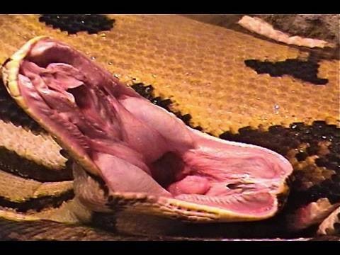 YouTube reptile video