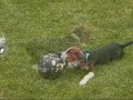 Beagle Puppy Playing