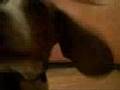 Beagle video