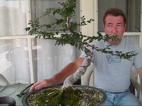 how to fertilize chinese elm bonsai