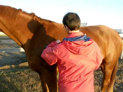 how to measure a horse for a blanket