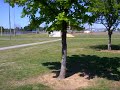 Buddy Watson Park ?? ???