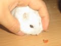Junnu
