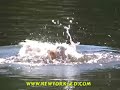 Splashing Duck in the Lake at Central Park, NYC