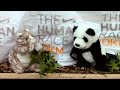 Nike+ Human Race with Panda and Cat