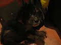 Stray Puppy in Varadero, Cuba. Stray Puppy in Varadero, Cuba.