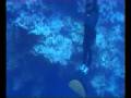 Constant Weight in Blue Hole 2004