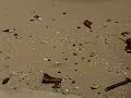 Crab plays fetch