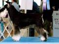 Khandi And Prancer