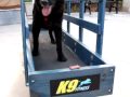 Brown dog on dog treadmill at CAPS Howloween Event