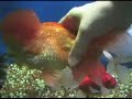 Lovable Playful 'Cuddle' Fish