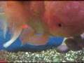 Lovable Playful 'Cuddle' Fish