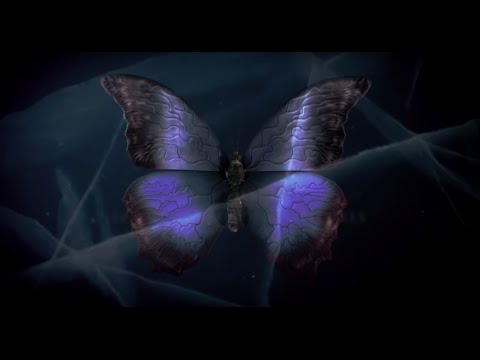 Vidéo 1