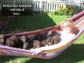 Accomplishments of an Irish Water Spaniel in Puerto Rico